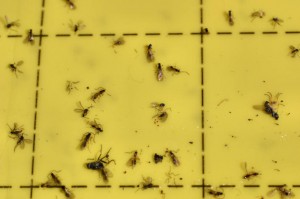 Small black flies on sticky pad