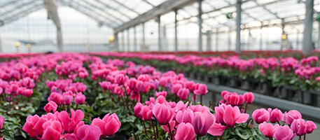 Flowers in a greenhouse representing Sun Gro's downloadable Conversion Tables.