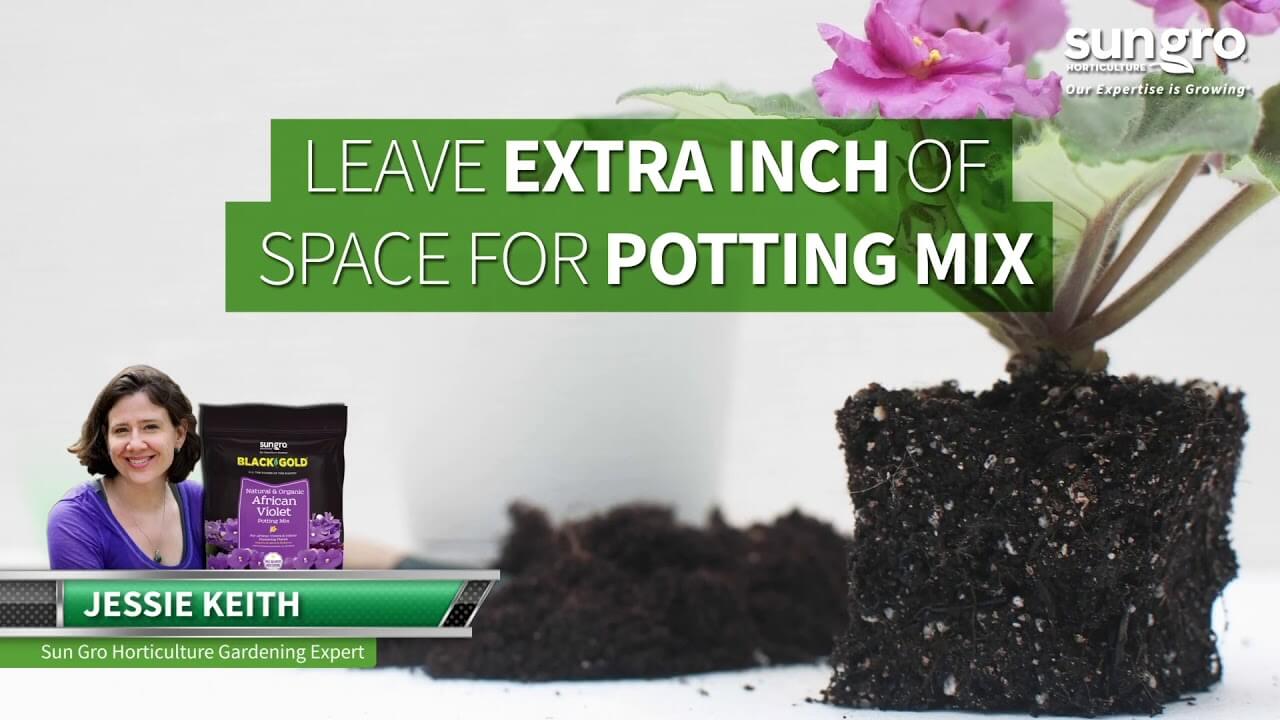 Black Gold Natural & Organic African Violet Potting Mix